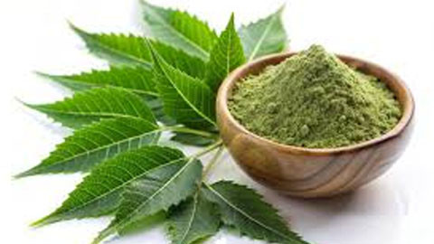 उच्च यूरिक एसिड नियन्त्रण गर्न नीमका पातहरू लाभदायक
